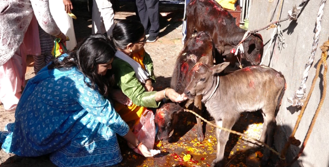 आज गोरु, गोवर्द्धन, हलि र गाई पूजा एकैदिन
